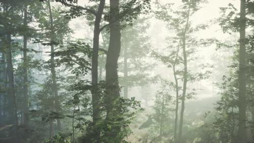 Videohive - Sun Rising in a Forest with Fog - 37154246 - 37154246