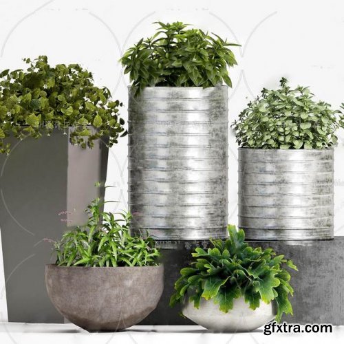 Plants collection 117