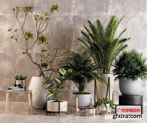 Plants collection 77