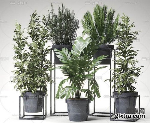 Plants Collection 61