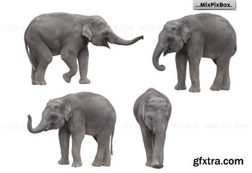 CreativeMarket - Baby Elephant Photo Overlays 5069631