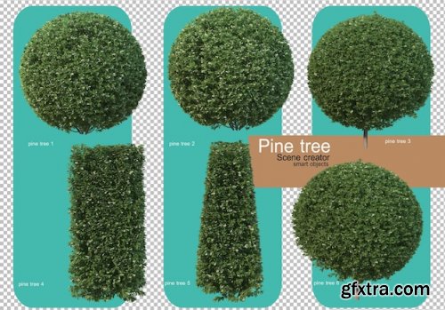 Various forms of pine trees 