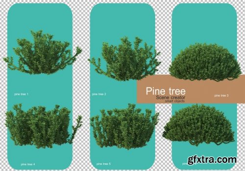 Various forms of pine trees 02