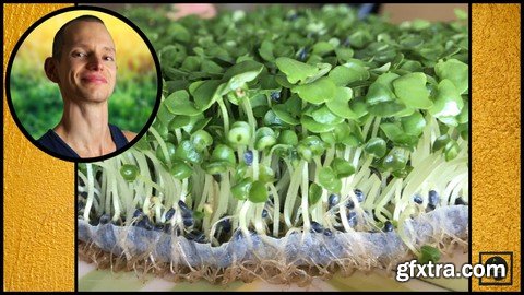 The Sprouting Kraut | Grow Your Own Food at Home: Sprouts