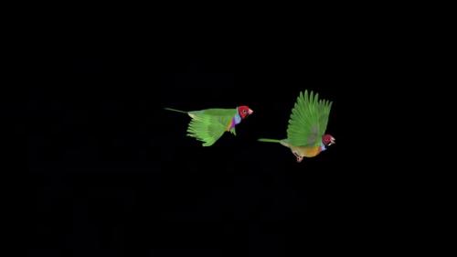 Videohive - Rainbow Finch Birds - Pair Flying Over Screen - I - Alpha Channel - 37515408 - 37515408