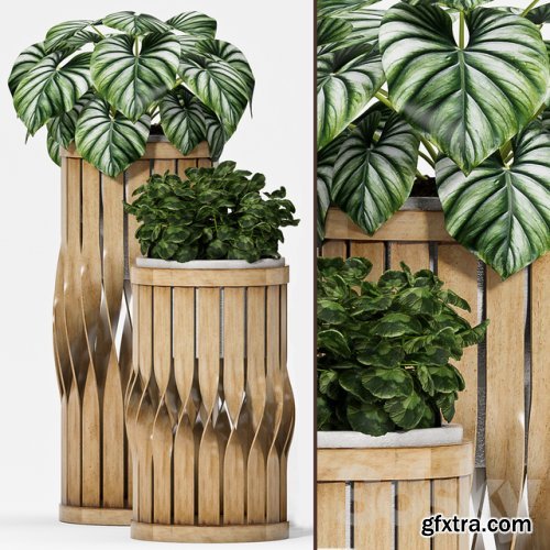 Plant set-121