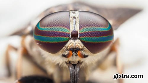 CreativeLive - Macro Photography: Insects and Plant Life