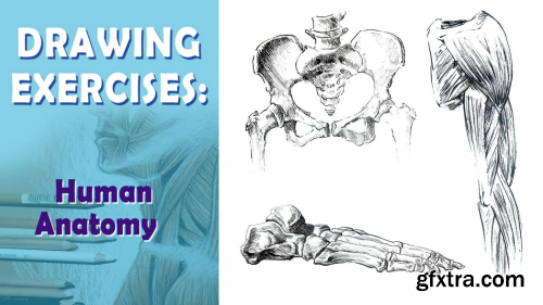  3 exercises that will help you to draw human anatomy