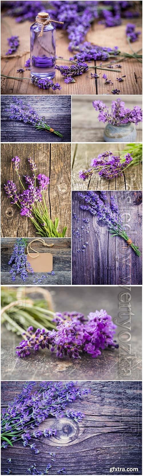 Fresh lavender flowers beautiful stock photo