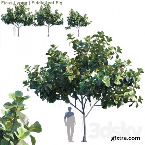 Ficus Lyrata | Feed-leaf fig # 2