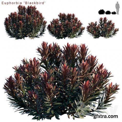 Euphorbia Blackbird | Cushion spurge