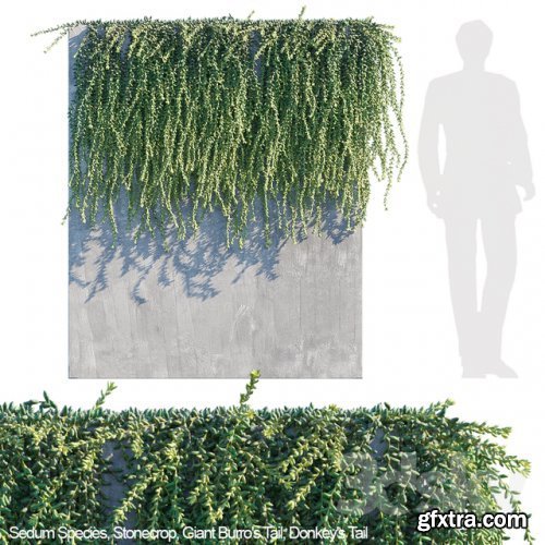 Donkey tail | Burro tail succulent creeper