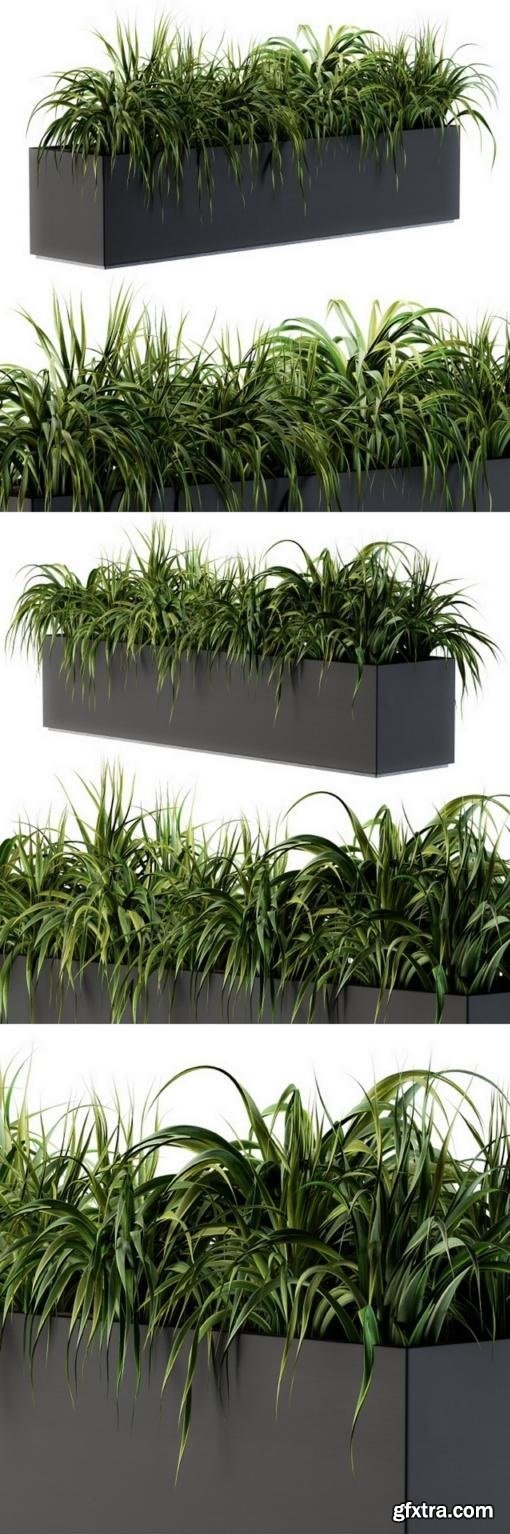 Ranch Grass plants in box