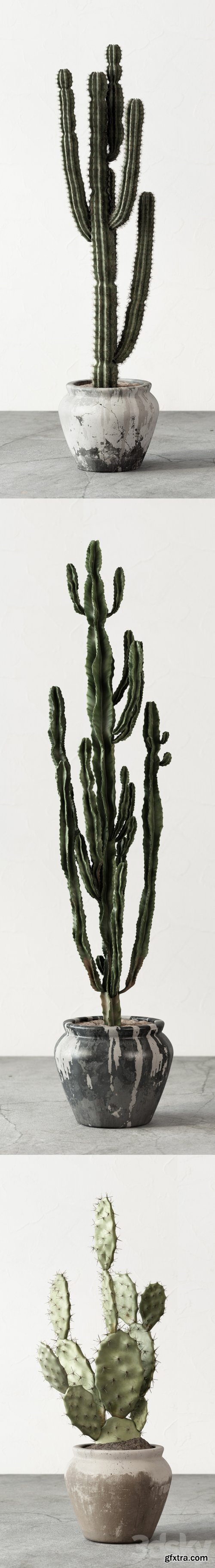 Set of Cactuses