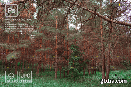 Digital Flower Backdrop, Flower Overlays