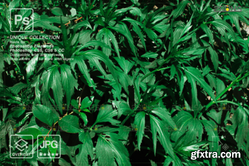 Digital Flower Backdrop, Flower Overlays