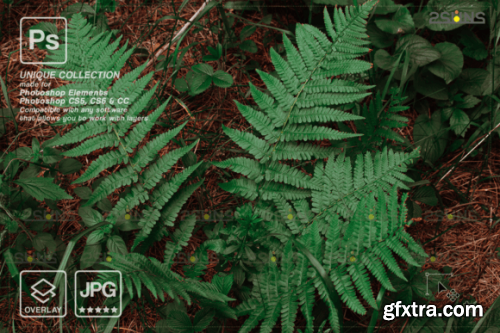 Digital Flower Backdrop, Flower Overlay