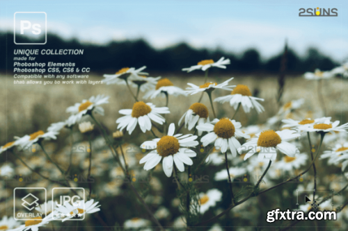 Digital Flower Backdrop, Flower Overlay