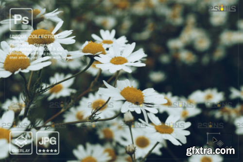 Digital Flower Backdrop, Flower Overlay