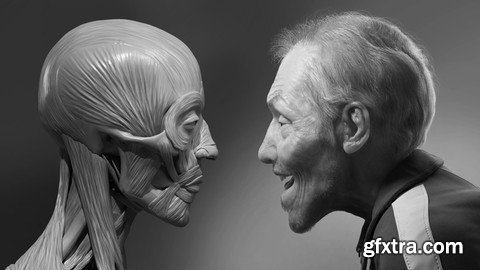 Facial Anatomy & Character Portrait for Blender Artists