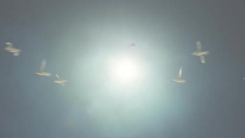 Videohive - Birds Flying Against the Sun Loop - 38868671 - 38868671