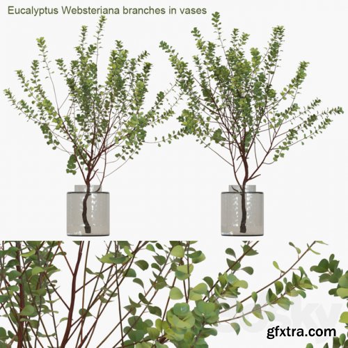  Eucalyptus Websteriana branches in vases # 1