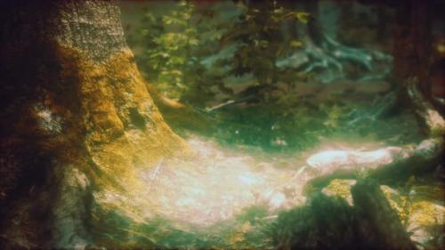 Videohive - Wilderness Landscape Forest with Trees and Moss on Rocks - 38950398 - 38950398