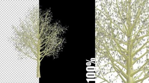 Videohive - Euro Tree Growth Animation - 38995186 - 38995186