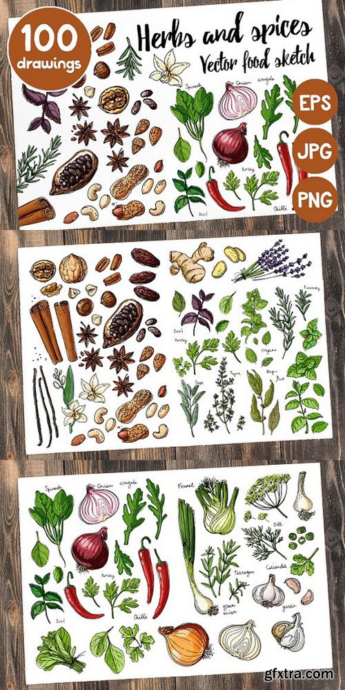 Sketches herbs and spices