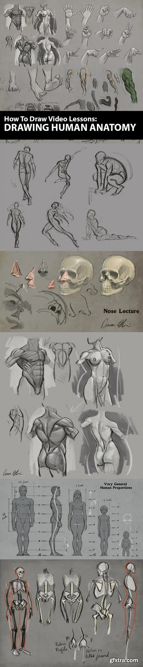 How to Draw: Drawing Human Anatomy by Aaron Blaise