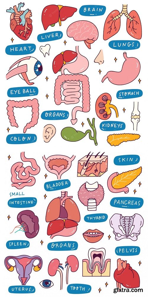 Human internal organs in doodle style