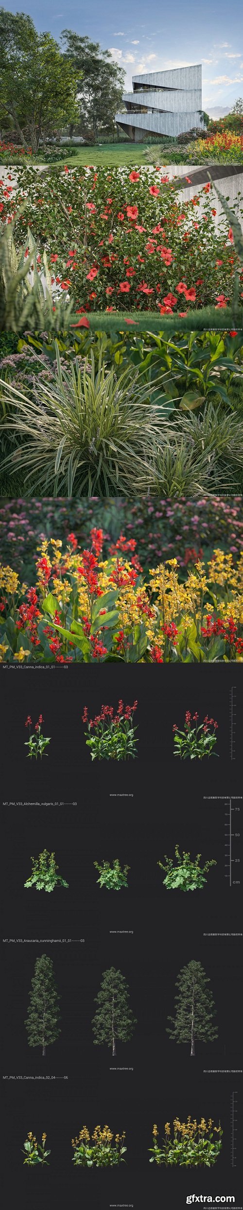 Maxtree - Plant Models Vol. 33 NEW Maxtree - Plant Models Vol. 33 NEW