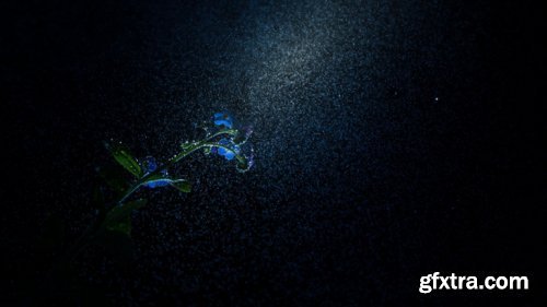 Mango-Ice Photography - Shooting a Forget me not flower in the swamp