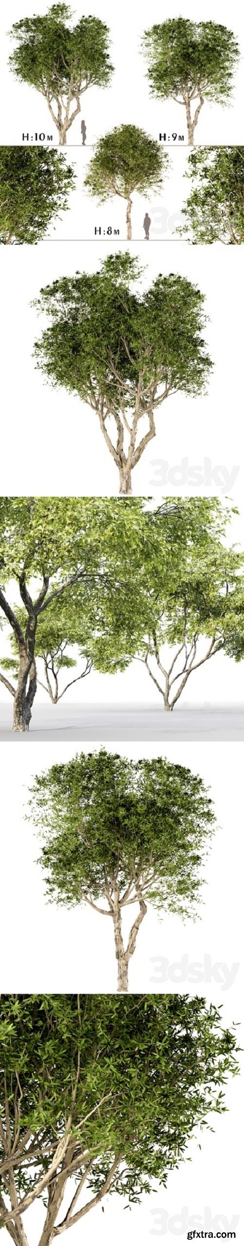 Set of Broad Leaved Paperbark Trees 3d model