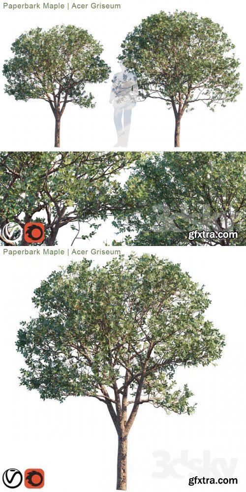 Paperbark Maple | Acer Griseum # 2