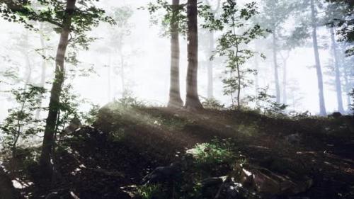 Videohive - Glowing Fog in the Forest in the Evening - 43212723 - 43212723