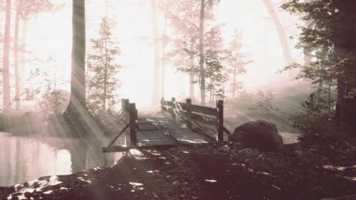 Videohive - Wooden Steps in the Forest Disappeared in the Thick Fog - 43264444 - 43264444