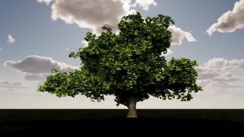 Videohive - Lonely tree in a field against the background of clouds - 43256414 - 43256414