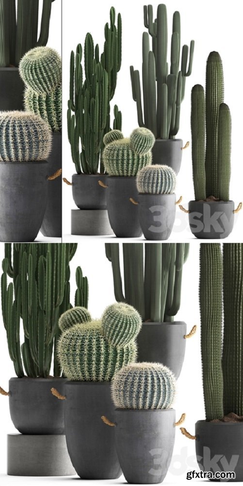 Collection of plants 411. Cactus set. Echinocactus, Cereus, Carnegia, Barrel cactus, indoor plants, concrete pot, outdoor