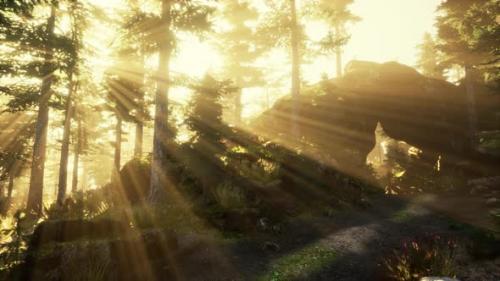 Videohive - Sun Rising in a Forest with Fog - 43399056 - 43399056