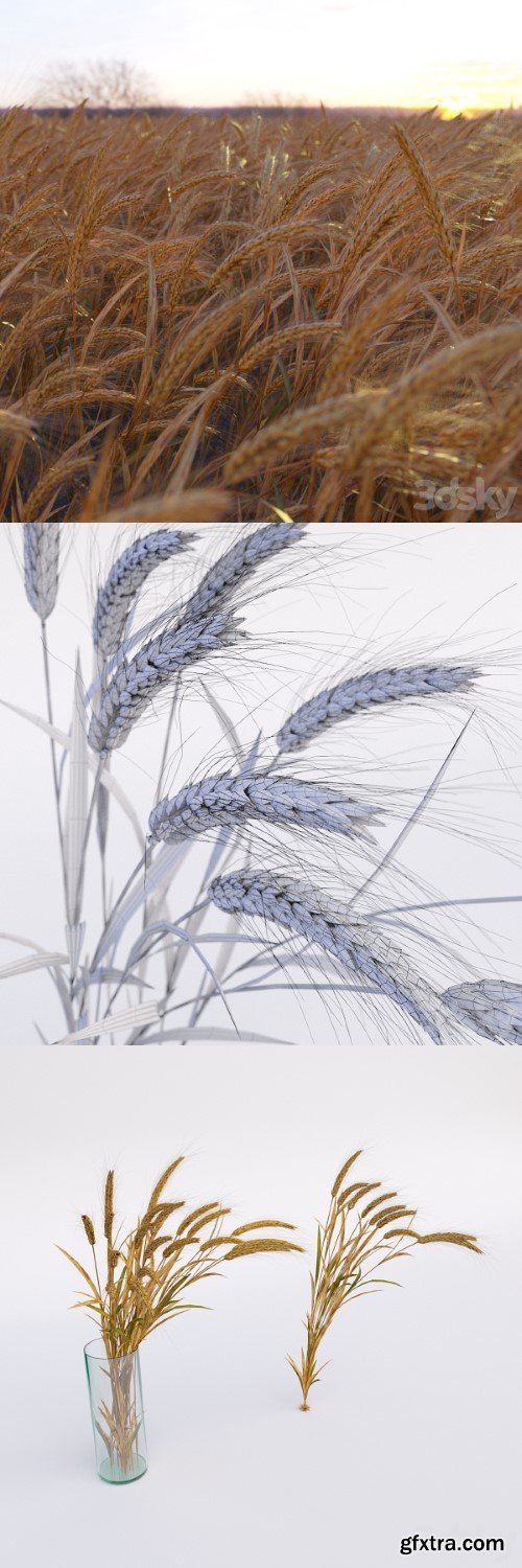 Wheat | VRAY