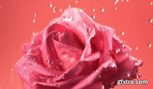 Water Falls On Fragrant Rose Flower 1202232