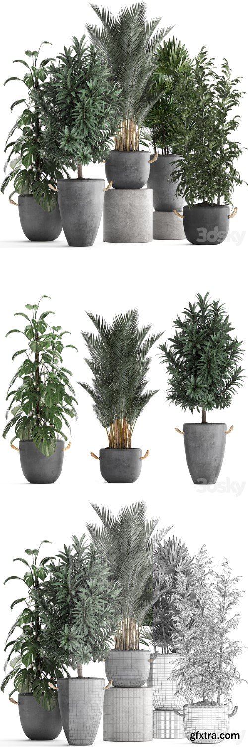Plant Collection 413. palm, bamboo, rapis, monstera, concrete pot, flowerpot, indoor plants, Raphis Palm | Vray