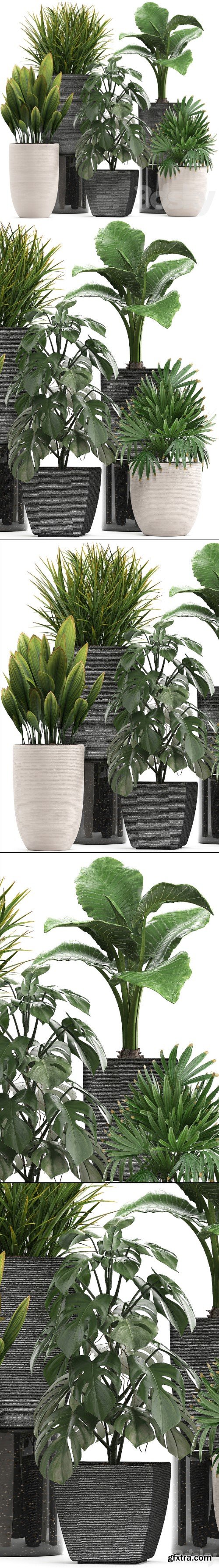 Pro 3DSky - Plant collection 277. palm grass, monstera, rapis, alocasia, pot, flowerpot