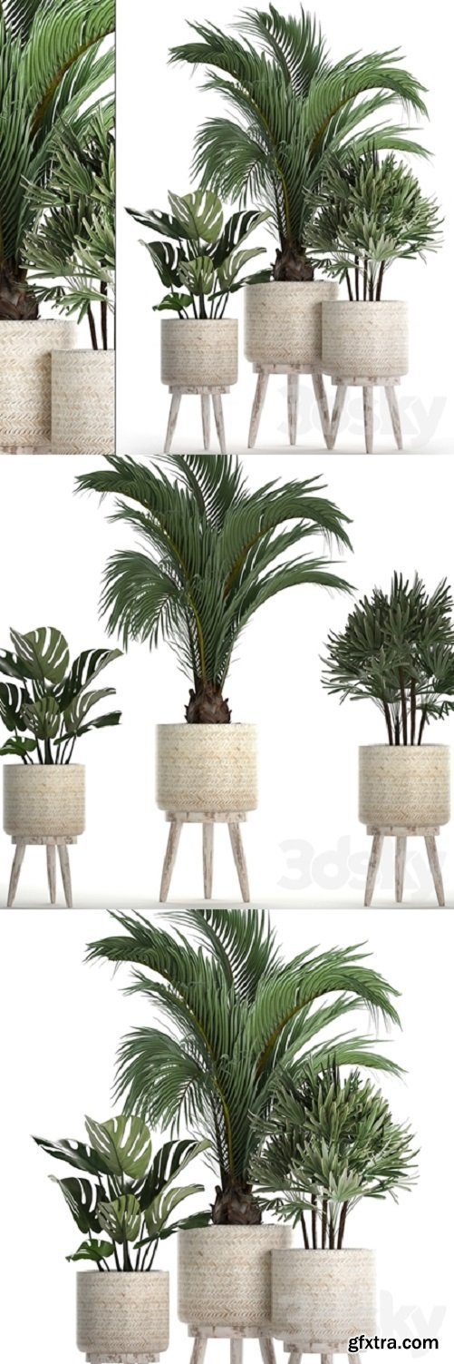 Pro 3DSky -  Plant Collection 427. Rapis, monstera, indoor plants, Scandinavian style, eco design, natural materials, Raphis Palm