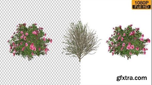 Videohive Azalea Flower Growing Animation with Wind 24146322