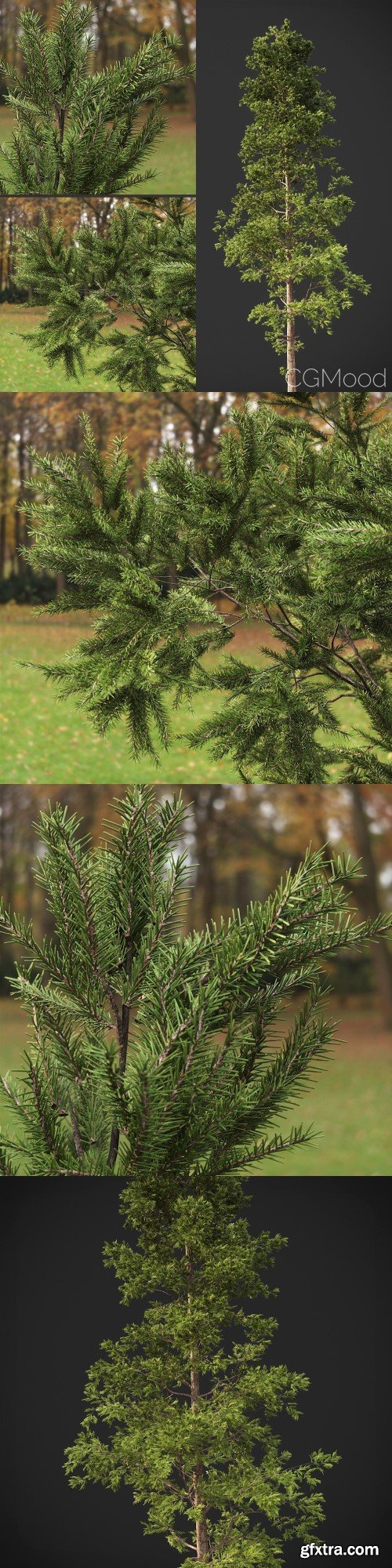 Pine Tree (GeoPattern) 3d model