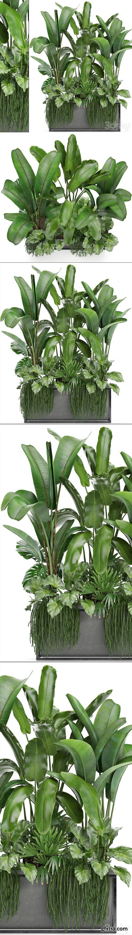 Pro 3DSky - Plant collection 243. Thickets, bushes, tropical, banana, strelitzia, alocasia, rapis, Rhipsalis, flowerpot, strelitzia, jungle, bushes