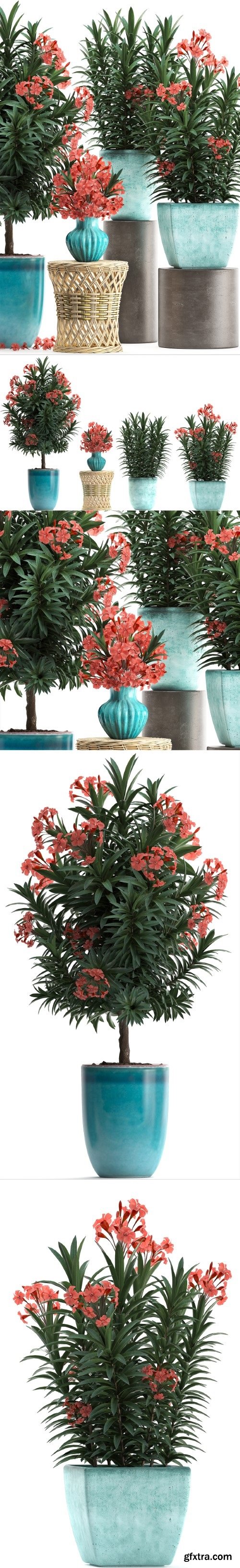 Pro 3DSky - Plant Collection 270. Nerium oleander, flowering tree, pot, flowerpot, bush, bouquet, indoor plants, garden plants, landscaping, for the park, garden