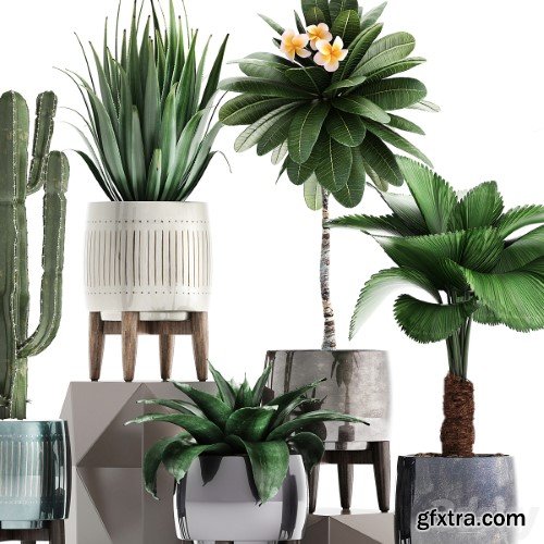 Pro 3DSky - Plant collection 292. Cactus, Likuala, Plumeria, Agave, Houseplants, Luxury Pot, Flowerpot, Exotic, Stylish